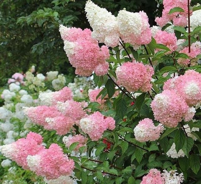 新手四季养花,首选圆锥绣球,北方花友地栽可露天过冬的绣球