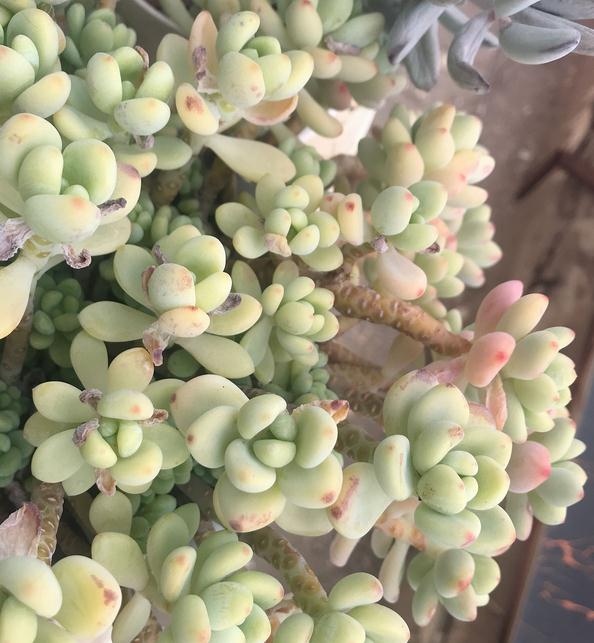 多肉劳尔也是爆盆"潜力股",容易爆侧芽,一年就能群生