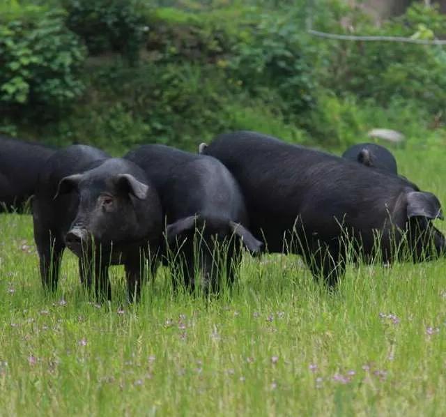 1 / 2 贵州省册亨县纯天然的黔香猪放养在生态林地中,吃车前草等草药