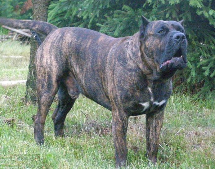 狗界四疯是天生的犬中斗士堪称恶犬霸王