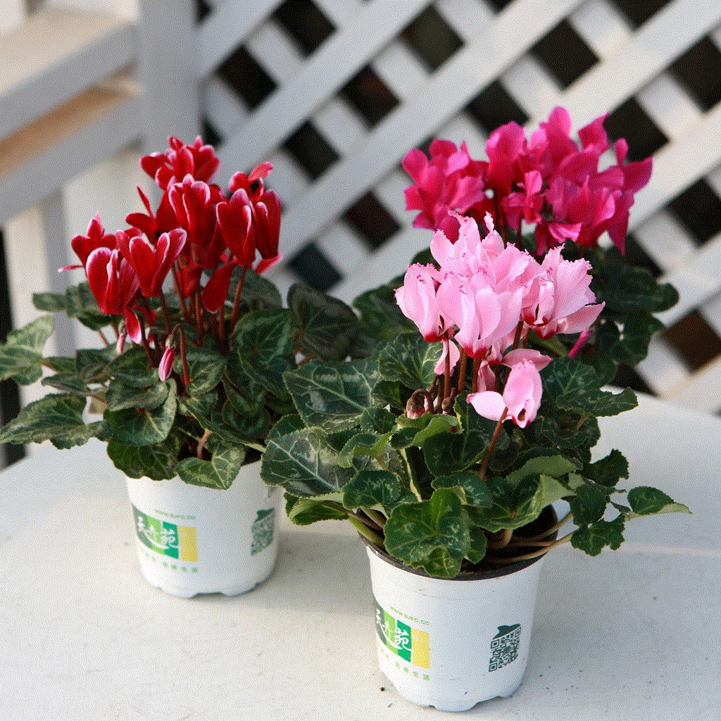 秋天唤醒休眠"假死"的仙客来,花苞长满盆,冬天亦盛开