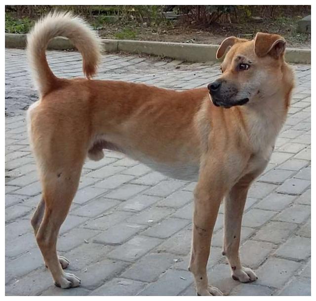 中华田园犬也是优秀的犬种,很聪明的,例如我家大黄