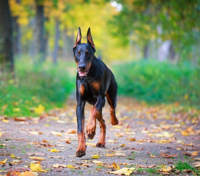 罗威纳犬,杜宾犬威武帅气,霸气十足,哪种是你心中的最爱?