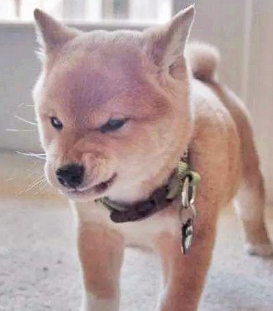 狗狗偶尔会做出超凶表情那你知道它这个表情意味着什么吗