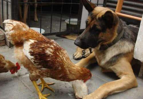 俗语:"鸡不过六,狗不过八",什么意思?有道理吗