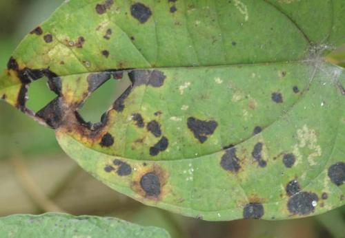 炭疽病危害白兰花你的防治方法用对了吗