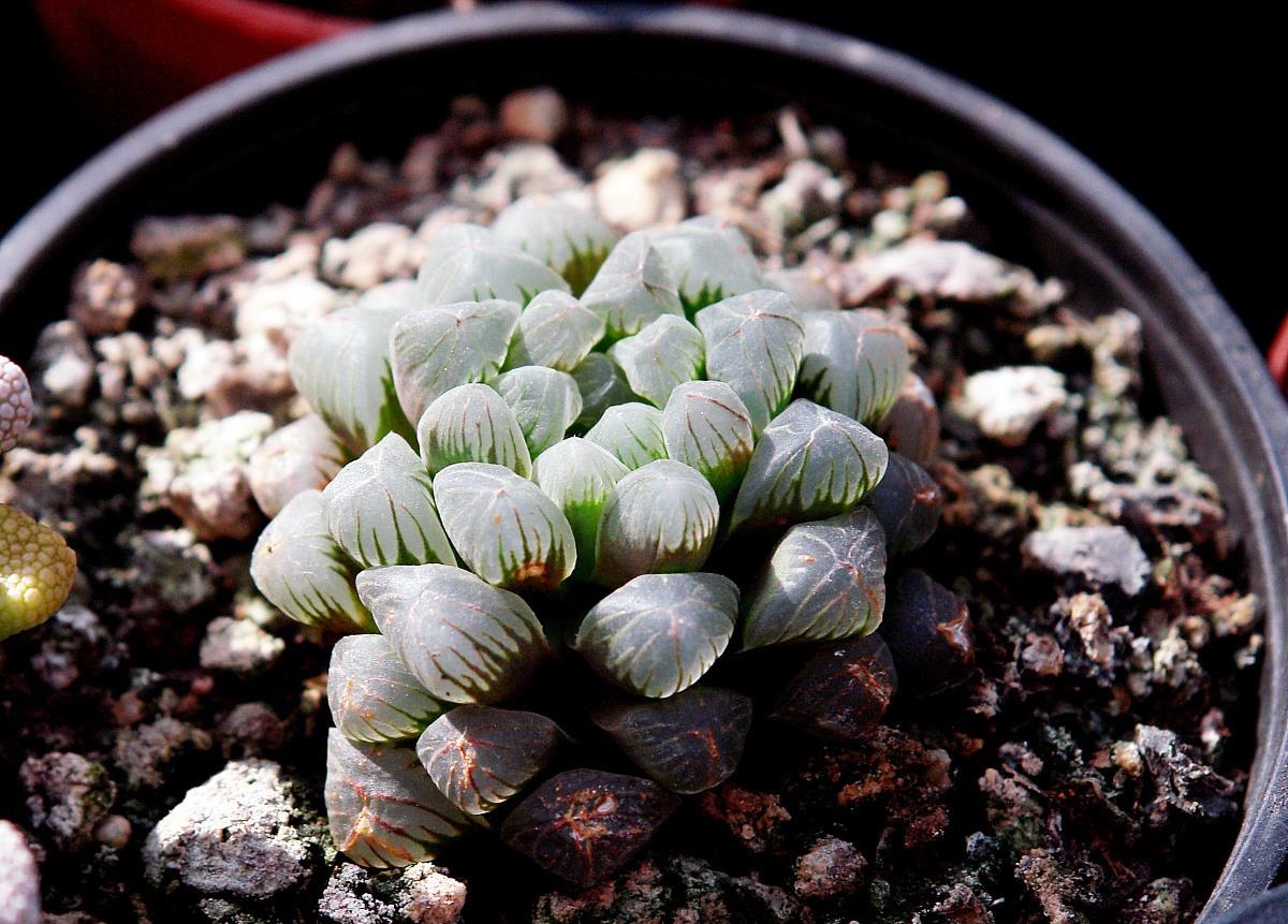 多肉玉露不通透别着急做好4件事叶子透亮变成宝石花