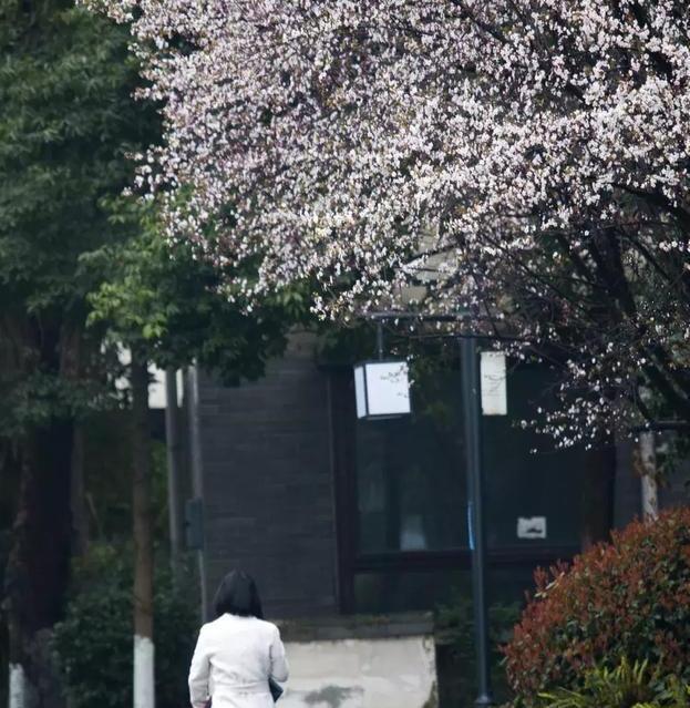 春风拂过红叶李 都江堰满城的星星与流萤 久违的太阳冉冉升起 财经头条 春风拂过红叶李 都江堰满城的星星与流萤 久违的太阳冉冉升起 财经头条