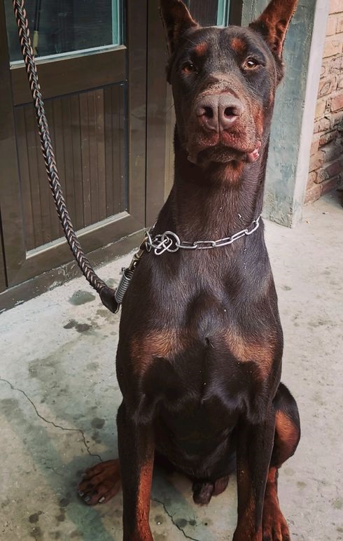 杜宾犬有着冷艳的外貌是帅男靓女不二的选择