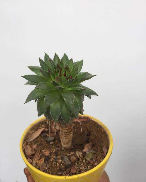 别嫌弃观音莲了花点时间养成老桩一棵100都不卖