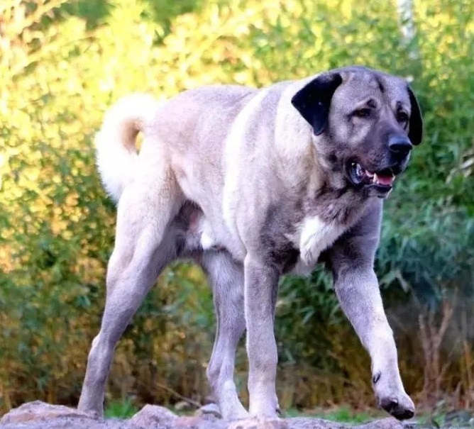 威猛帅气的坎高犬,优美的身体结构,高的颜值,堪称大