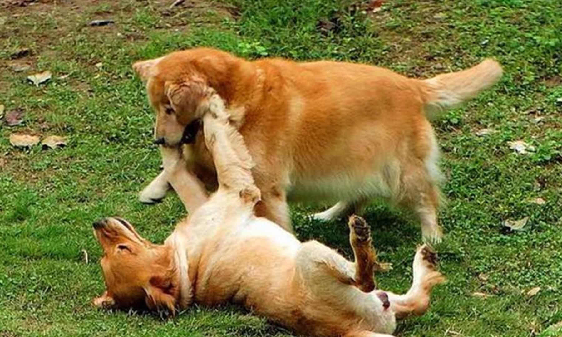 宠物狗咬坏大众,车损超6万,狗主人:不关我事,谁咬的找谁赔