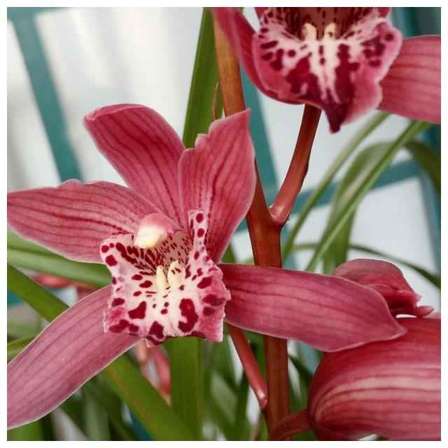 火爆整个花卉圈的兰花 花香特别浓 能越开越漂亮 发芽率还超高 财经头条 火爆整个花卉圈的兰花 花香特别浓 能越开越漂亮 发芽率还超高 财经头条