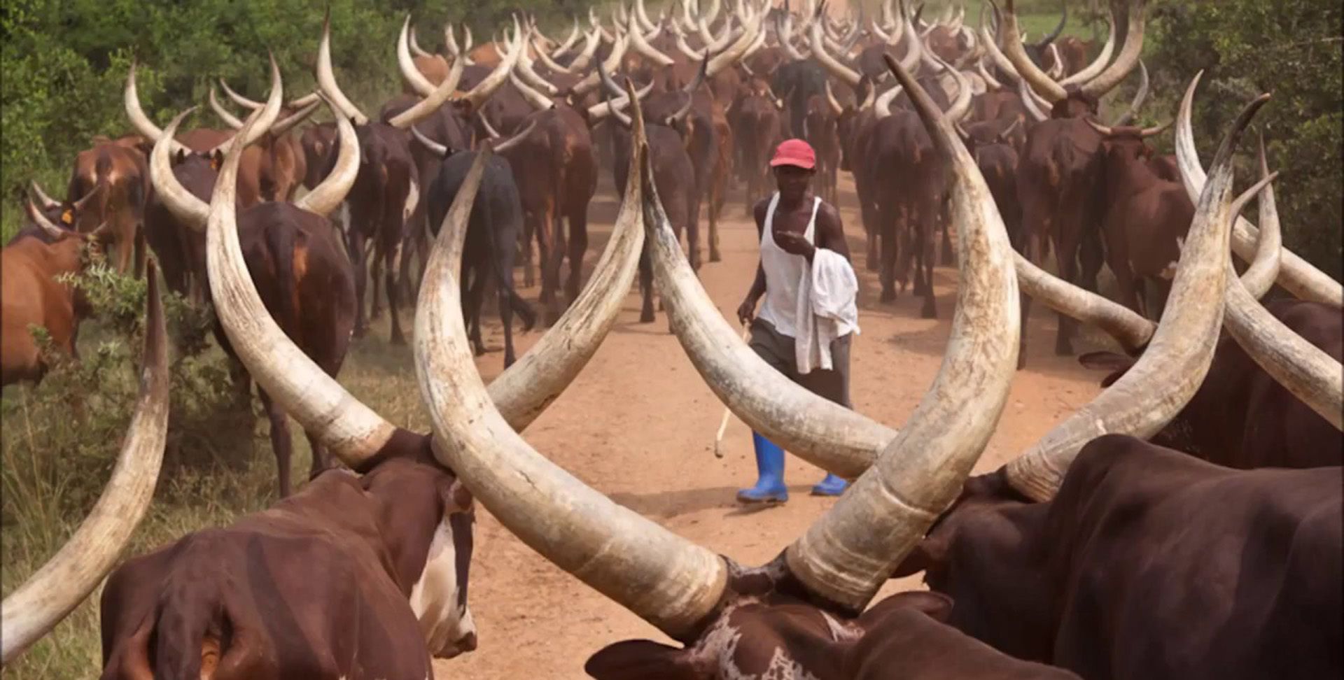 世界上角最大的5种动物 长这么大有什么用处