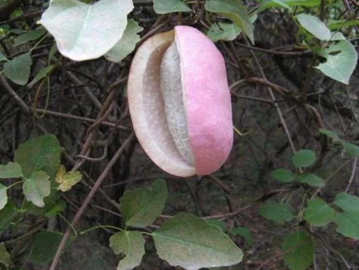 八月|野味|香蕉_新浪新闻