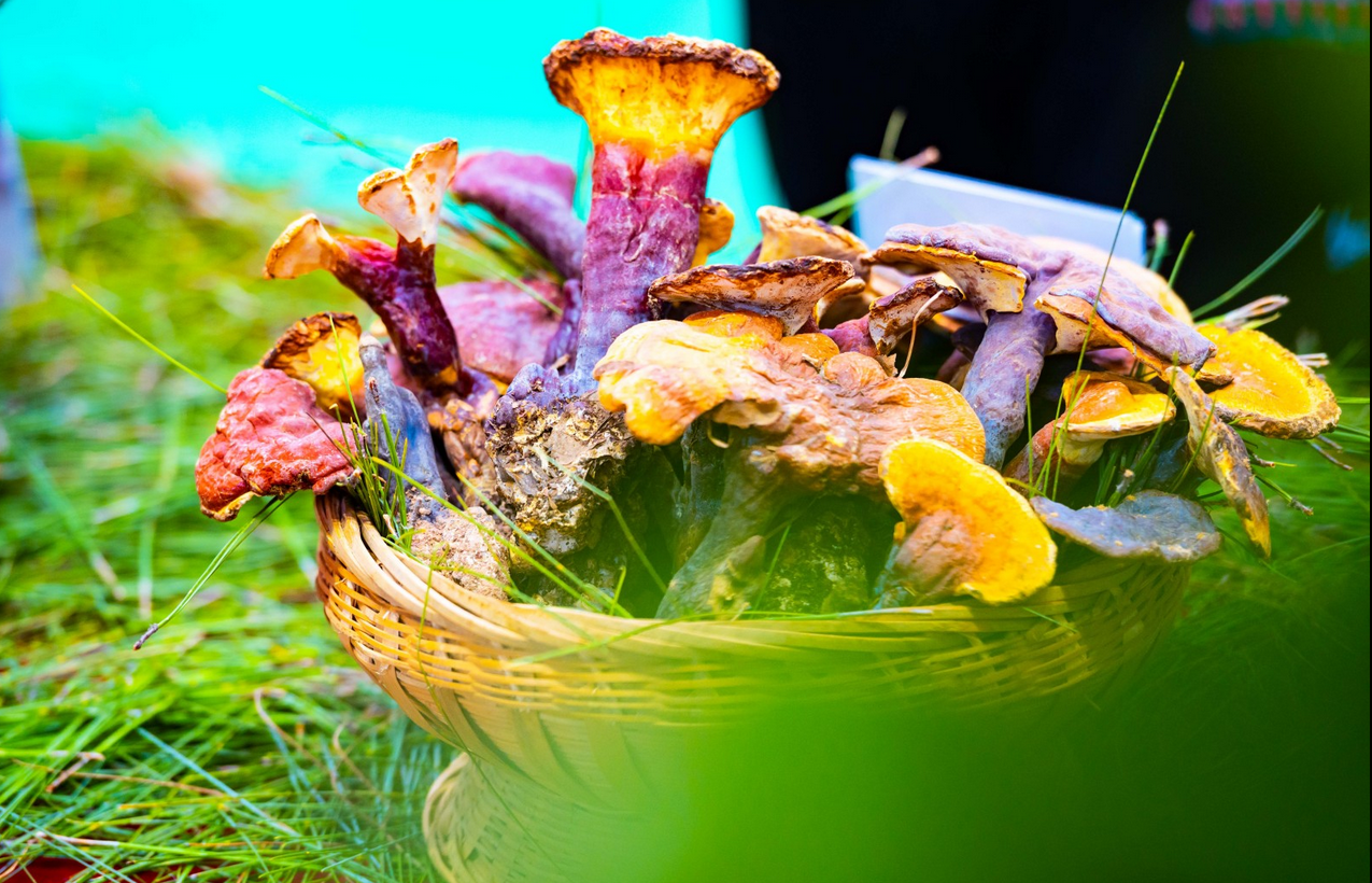 吸睛全网 !2021中国·南华第十八届野生菌云上美食节来啦