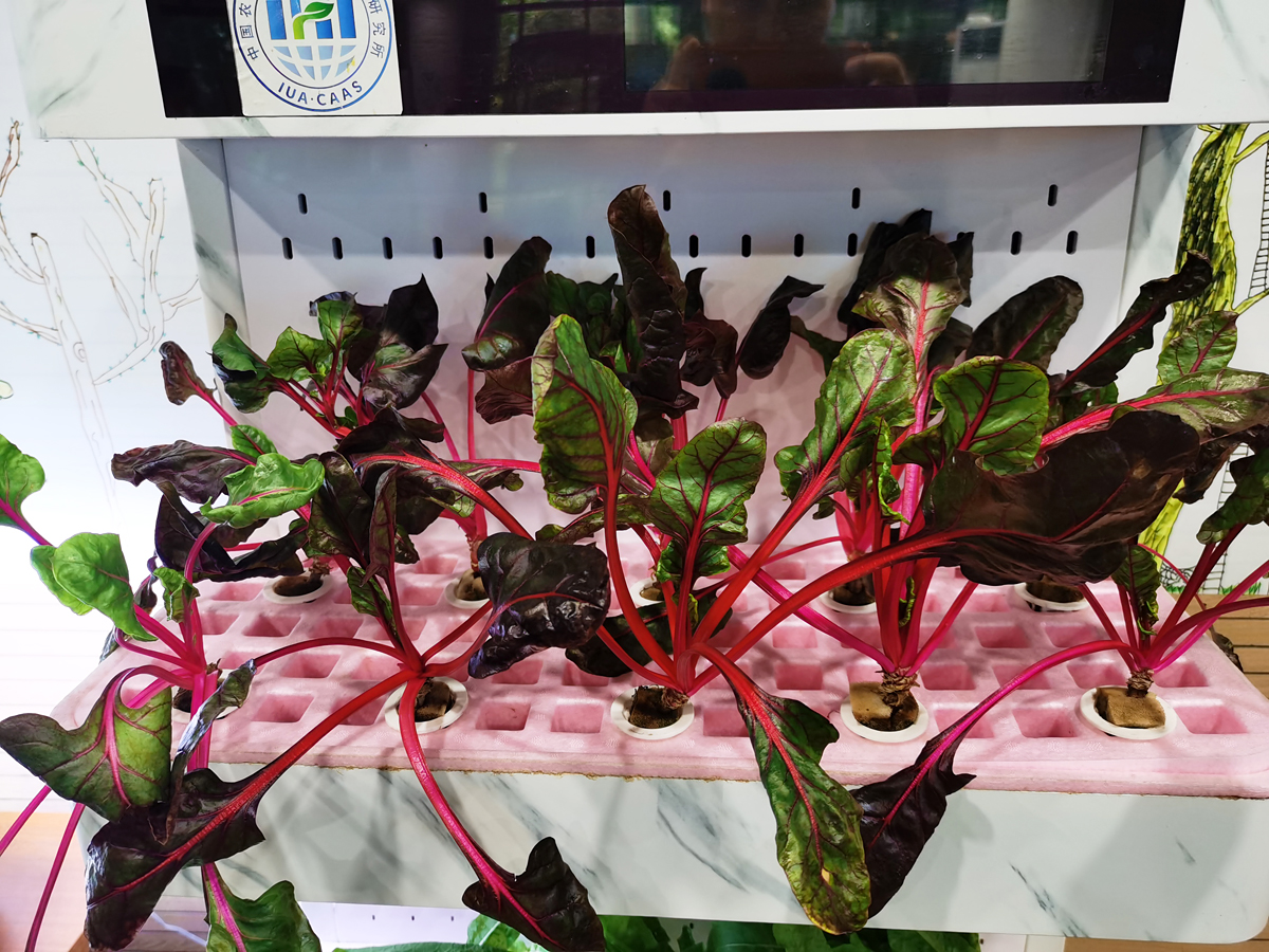 成都植物园推出“玩转方寸园艺,点亮都市生活”系列活动休闲区蓝鸢梦想 - Www.slyday.coM 成都植物园推出“玩转方寸园艺,点亮都市生活”系列活动休闲区蓝鸢梦想 - Www.slyday.coM