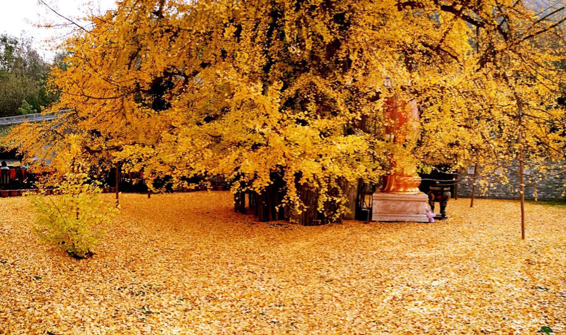 西安有棵1400年的古银杏树,美了千年,据说是李世民亲手栽植