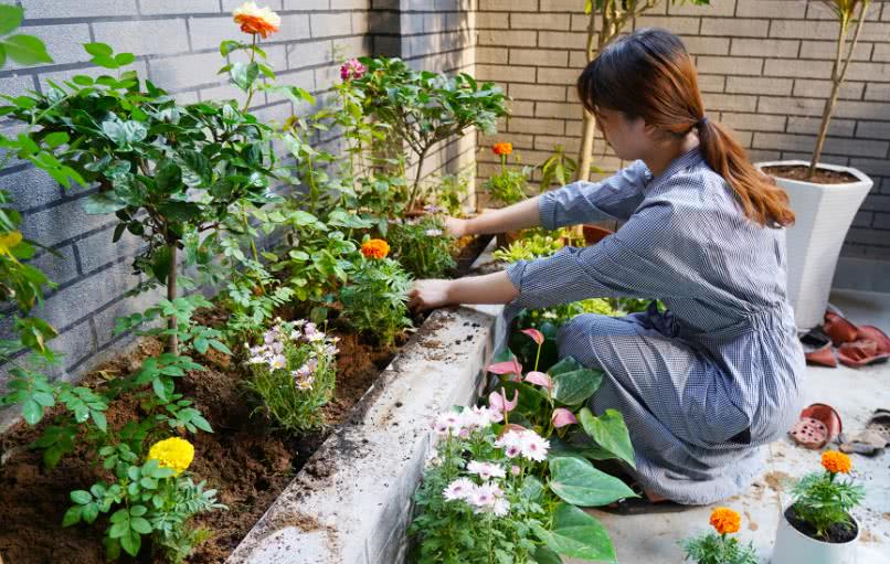 养花小技巧:春天浇花记住几点,防范黄叶烂根无后患