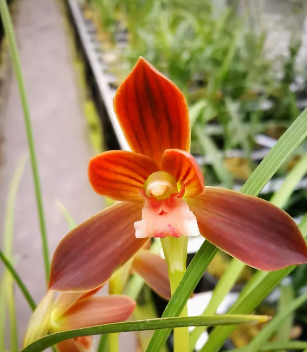 兰花中经典极品"红河红",花色香艳,家里养1盆,寓意红红火火