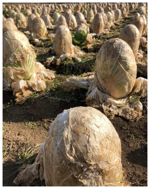 田里惊现异形蛋日本网友晒田里的白菜惊呆众人