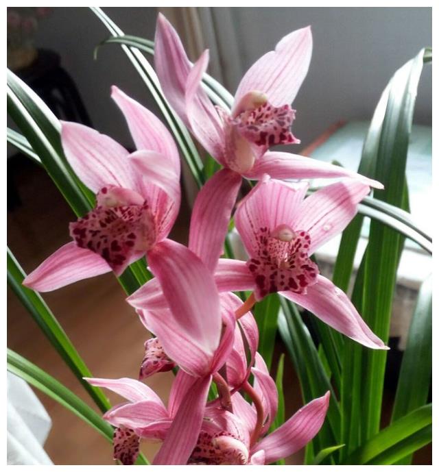 火爆整个花卉圈的兰花 花香特别浓 能越开越漂亮 发芽率还超高 财经头条 火爆整个花卉圈的兰花 花香特别浓 能越开越漂亮 发芽率还超高 财经头条