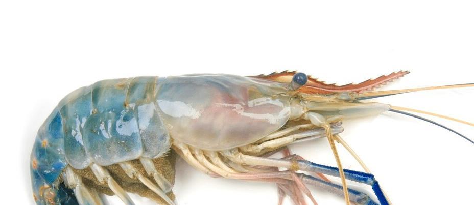 基围虾罗氏虾和明虾有啥区别口感差别很大学会后别再买错了