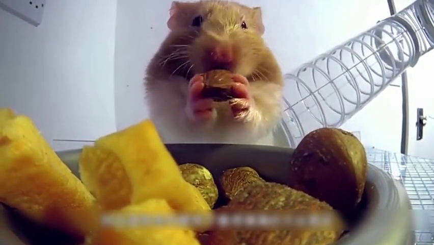 仓鼠放入葵花籽中,下一秒集体笑趴,这也太可爱了吧!