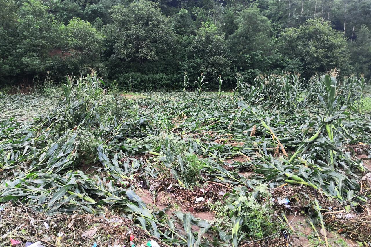 暴雨洪涝灾害致使洛南农业受损,农村大面积玉米被洪水冲走或倒伏