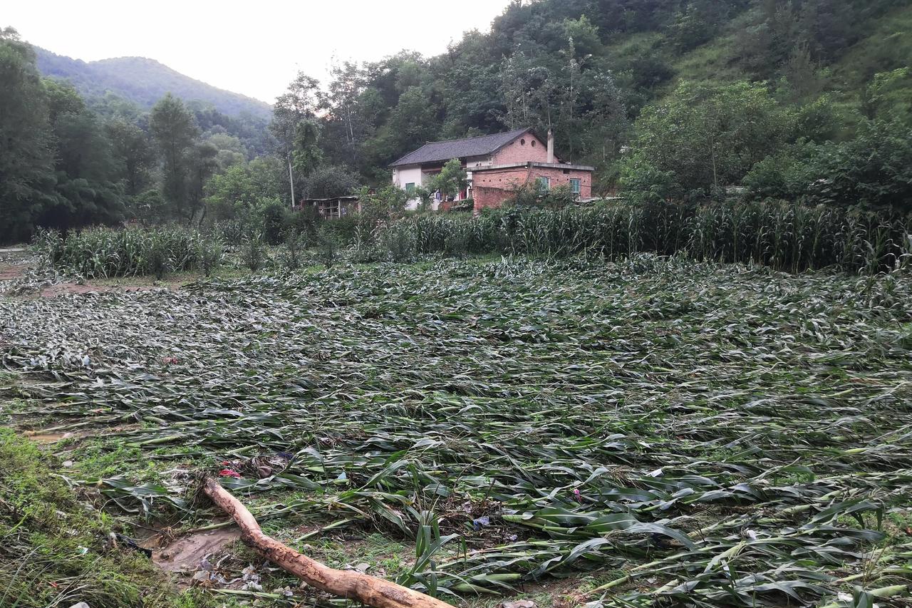 暴雨洪涝灾害致使洛南农业受损,农村大面积玉米被洪水冲走或倒伏_高清