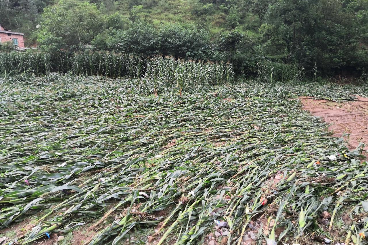暴雨洪涝灾害致使洛南农业受损,农村大面积玉米被洪水冲走或倒伏