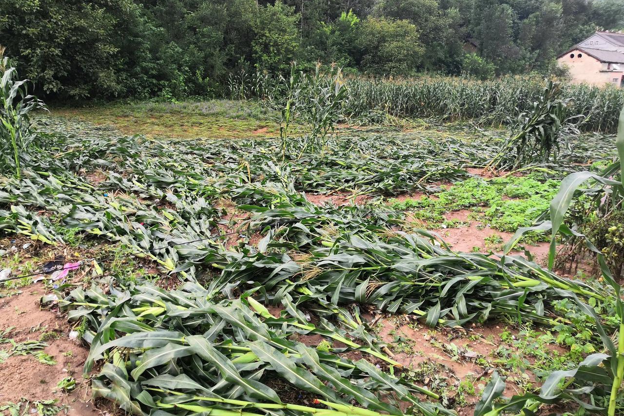 暴雨洪涝灾害致使洛南农业受损,农村大面积玉米被洪水冲走或倒伏