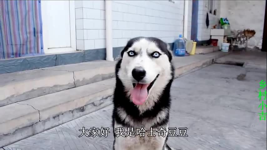 小吉儿子考试得了倒数,哈士奇在旁接连嘲笑,可把小吉给气坏了