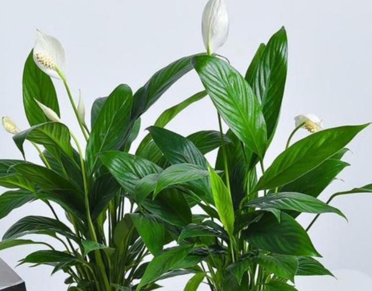 家里养这几款植物开花爆盆花期长花大色艳真漂亮谁养谁上瘾