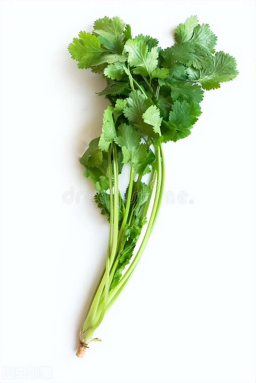 芫荽又叫香菜