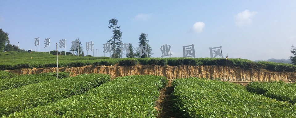 自贡市荣县石笋沟茶叶主题公园被认定为省级示范主题公园