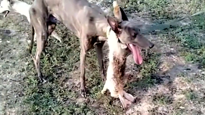 不咬兔子的狗就得这么弄,让兔子咬它,看看长不长记性