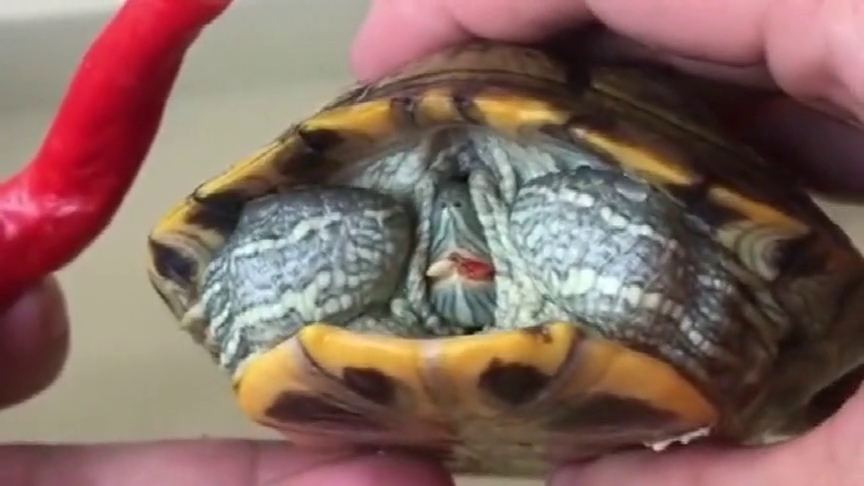 小乌龟直播吃块小西瓜这小嘴巴吃的津津有味越看越过瘾