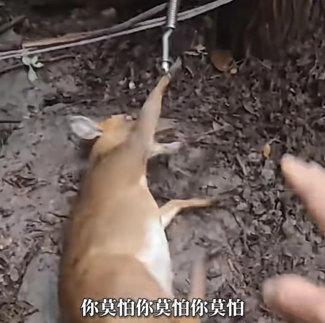 重庆小伙深山遇被捕兽夹困住的孕黄麂,周旋报警施救 重庆小伙深山遇被捕兽夹困住的孕黄麂,周旋报警施救