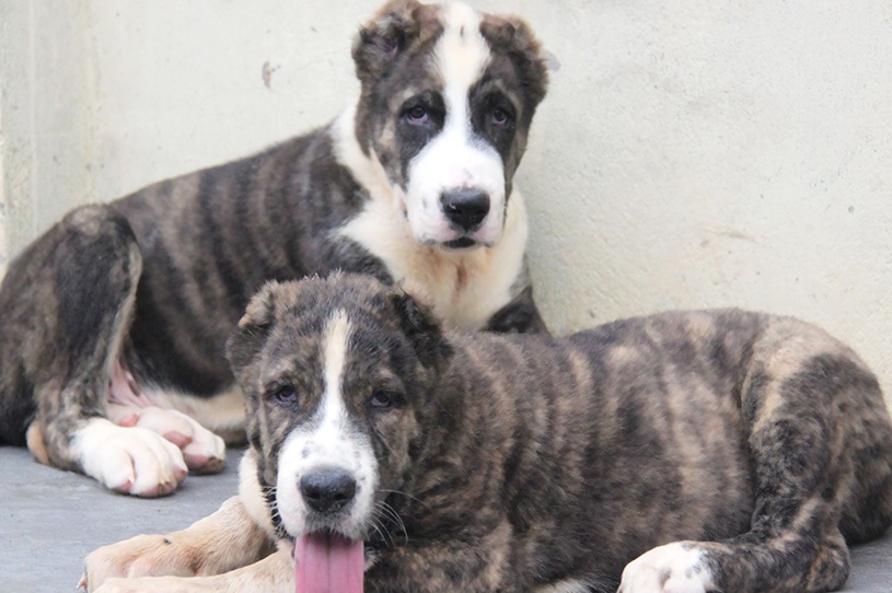 中亚牧羊犬,勇猛无畏的战斗猛犬,用眼神就可威慑外敌