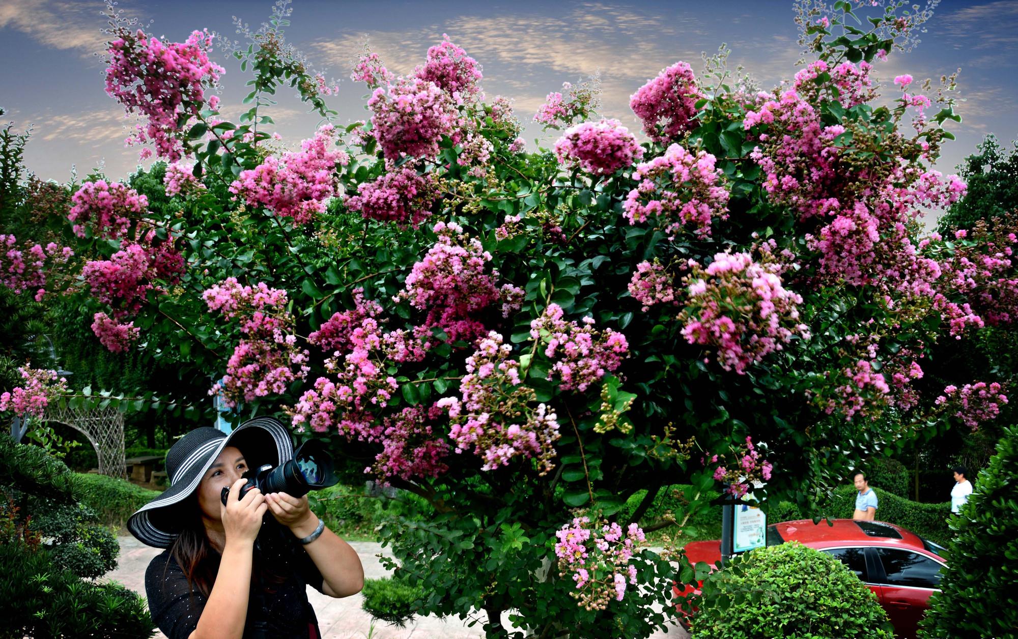 邵阳双龙紫薇园花已开始绽放,中国紫薇双龙即将腾跃宝庆大地之上