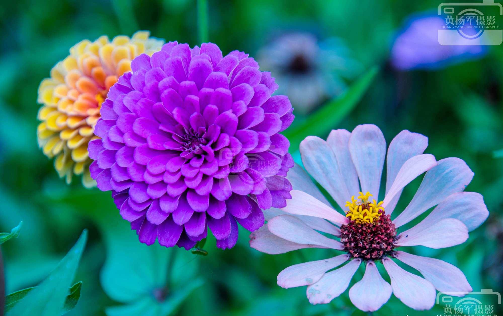 百日菊娇艳绽放的美丽清新娇美的艳丽花朵很漂亮
