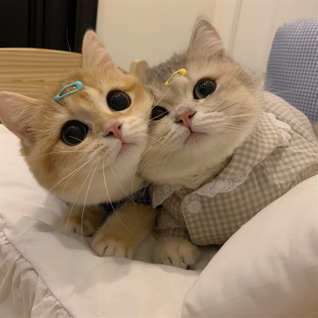 两只憨憨可爱得不要不要的