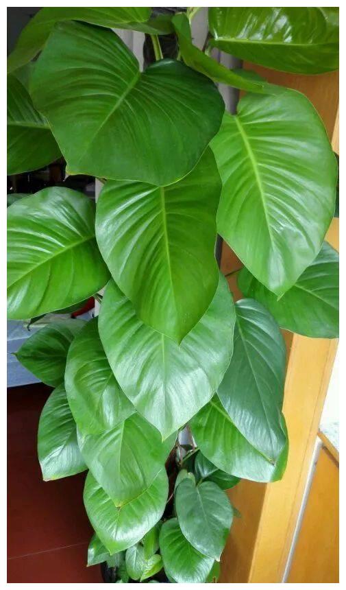 怎么养出"大叶绿萝",3个方法叶子油亮,叶形比巴掌大