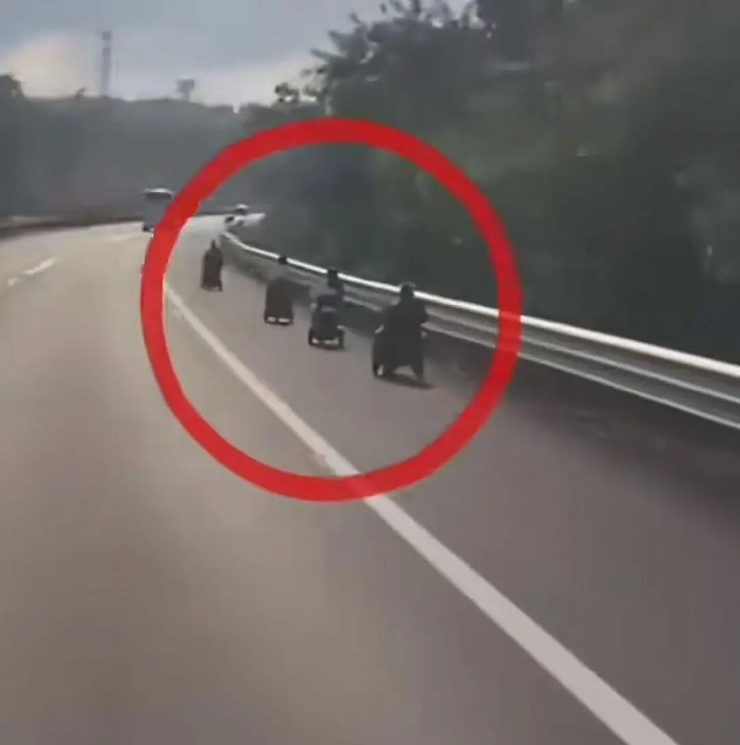 6名老人开电动代步车“组队”上高速，交警回应：系误入高速