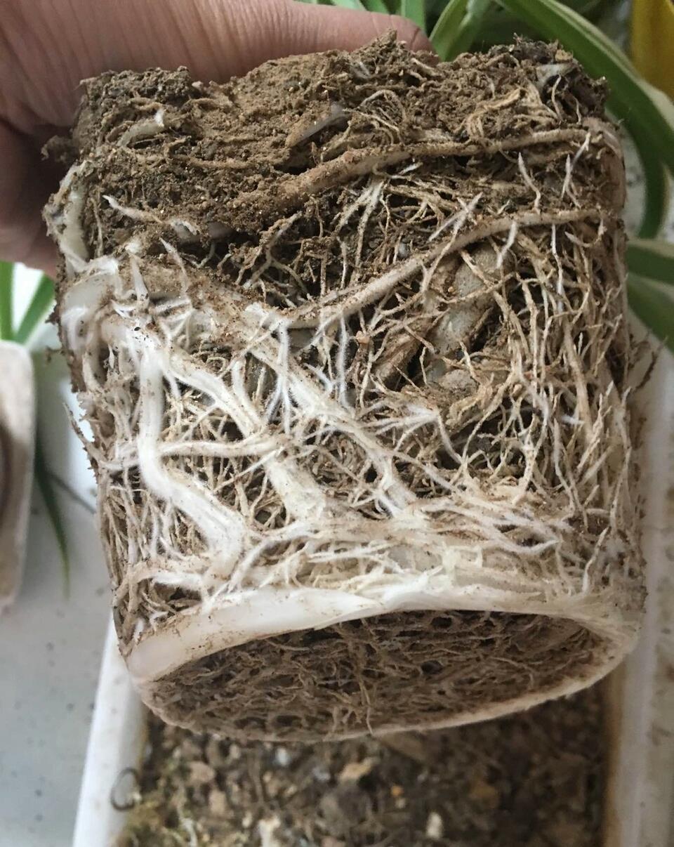 吊兰为啥养不好根上长满萝卜啊把土吃光了