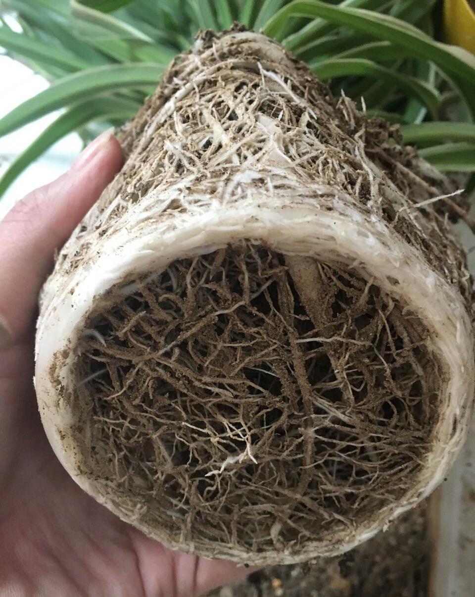 吊兰为啥养不好根上长满萝卜啊把土吃光了