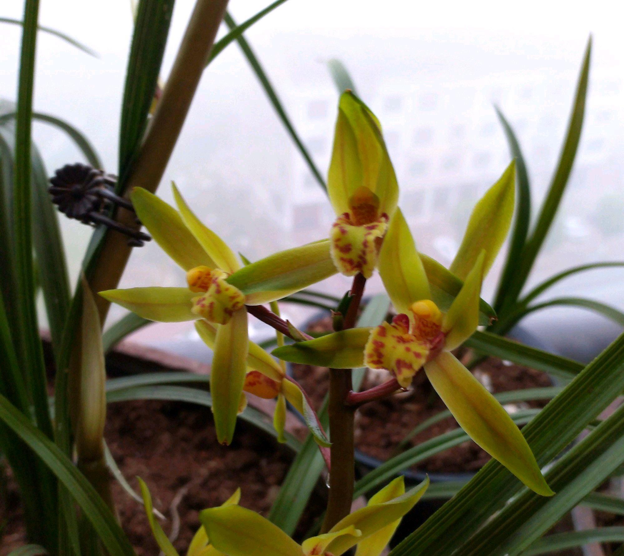 蕙兰的花苞会流泪蕙兰开花时小孩早晨吃蕙兰蜜露大人闻花香