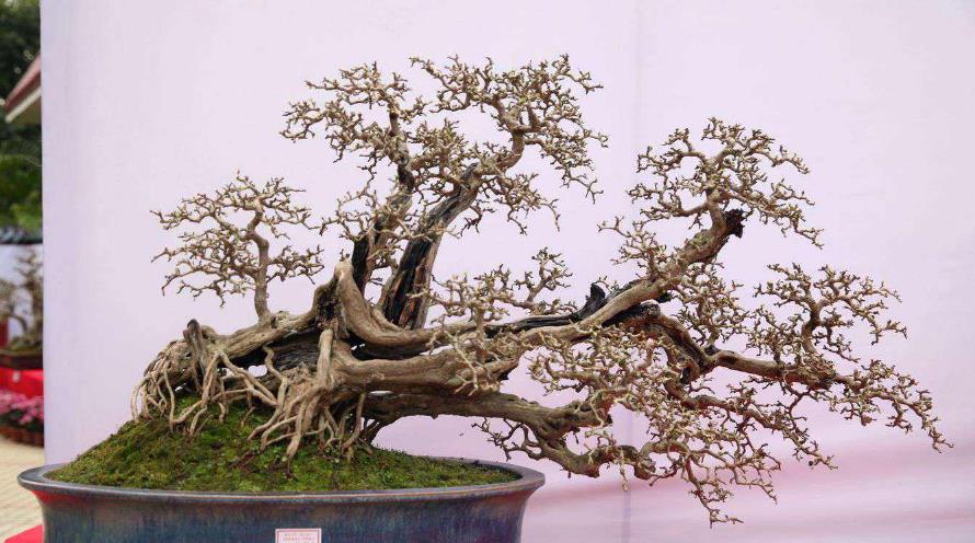 盆景养护:博兰盆景换盆注意事项__财经头条