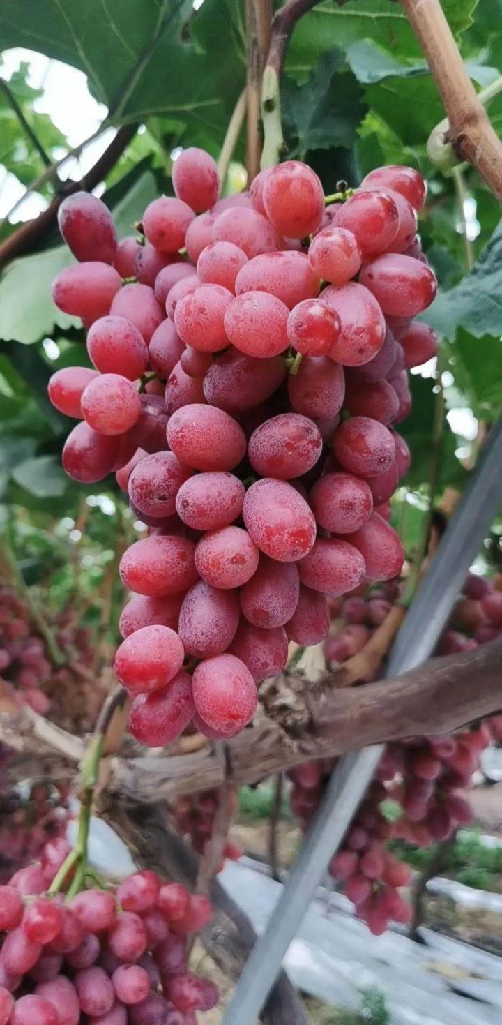 西昌克伦生葡萄已开采甜蜜暴击来啦